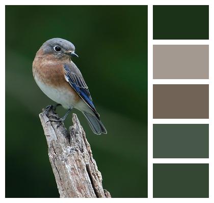 Avian Bluebird Eastern Bluebird Image